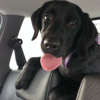 人懐っこく無駄吠えをしない犬です。