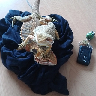 フトアゴヒゲトカゲ