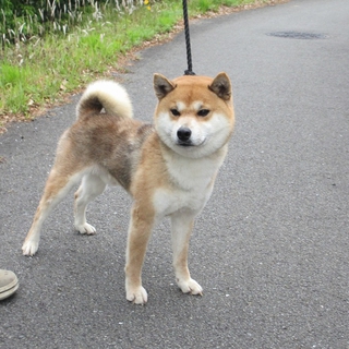 ハンサムな柴犬！