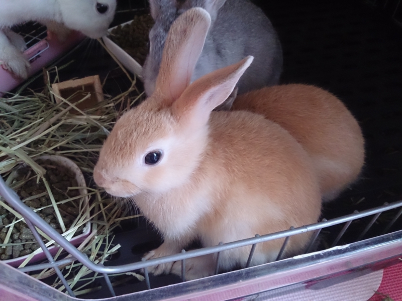 ミニウサギの生後１ヶ月半の子供 神奈川県 小動物の里親募集 ペットのおうち 月間利用者150万人