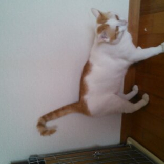 チャトラ二匹！オス兄弟猫１歳