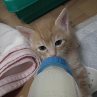 イケメン兄弟　茶トラ　相葉くん