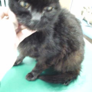 緊急に老黒猫の里親募集