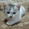 猫の赤ちゃん4匹　里親さん募集中