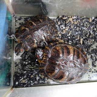 ミドリガメの里親決定しました