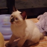 シャムミックス　クルスくん サムネイル2