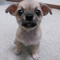 チワワの赤ちゃん、２か月