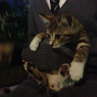 子猫  健康
