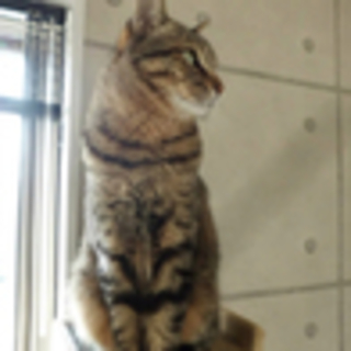 甘甘でベタベタですが・凛々しい子です