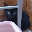 再・アメショーブラック元気な子猫です