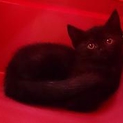 アメショーブラック、シャイな子猫ちゃんです
