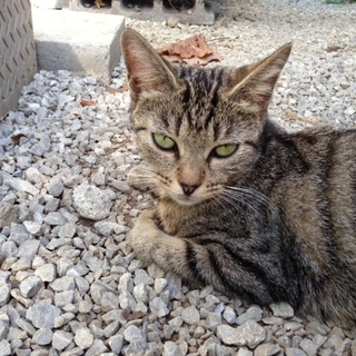 とても小さなお母さんです