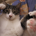 多頭飼い向き　甘えん坊で可愛いお顔のおとこのこ