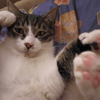 多頭飼い向き　甘えん坊で可愛いお顔のおとこのこ