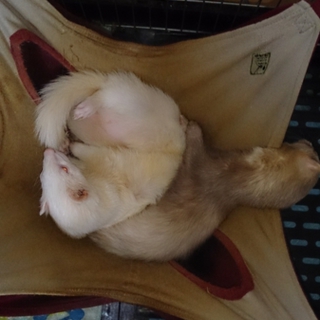 フェレットの里親募集