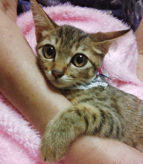 クリちゃん 女の子 お目 東京都 猫の里親募集 ペットのおうち 月間利用者150万人