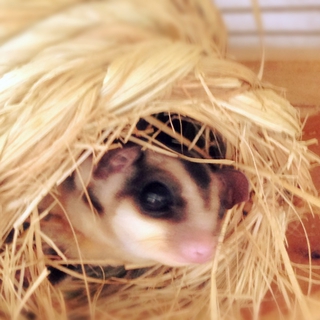 かわいいフクロモモンガ　オス