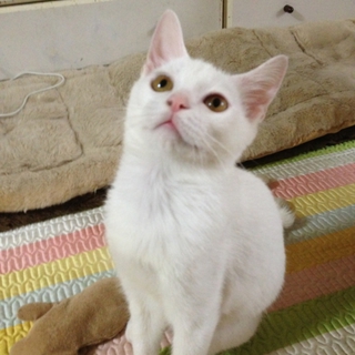 子猫の家族になってください