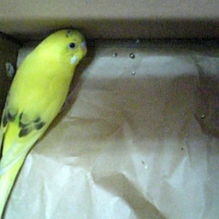 拾われたインコちゃんにあふれんばかりを愛情を！！