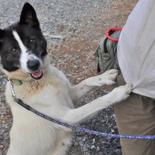 被災犬　かずこ