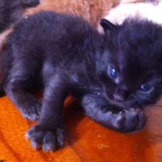 愛くるしい♩黒猫ちゃん！