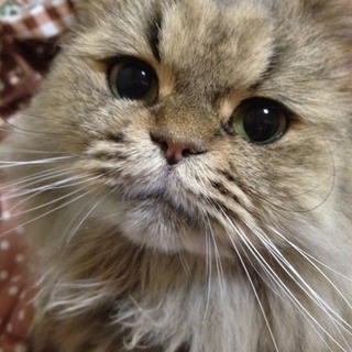 猫(チンチラ)の里親募集します