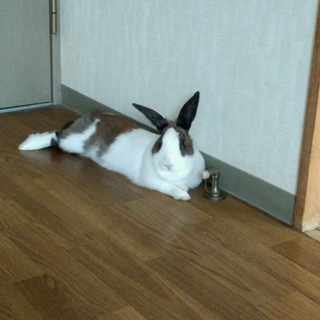 里親様きまりました!!ありがとうございます!!!