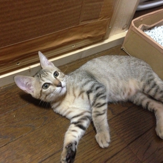 可愛い５兄妹