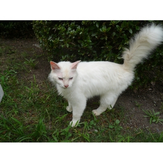 捨てられた長毛の美男子