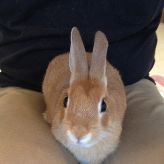 うさぎさん(ネザー)たぶん男の子