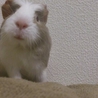 ★生後一ヶ月のモル　三匹★ サムネイル7