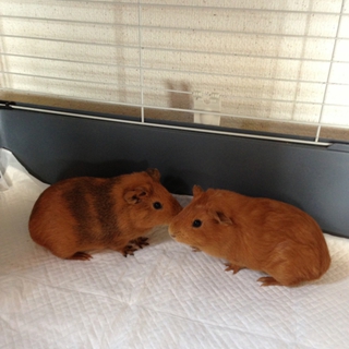 生後2ヶ月のモルモットの里親を募集。