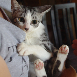 とっても可愛い子猫です！