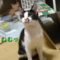 仲良しアズキとブンタ