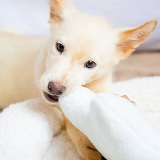 仔犬のロッティちゃん