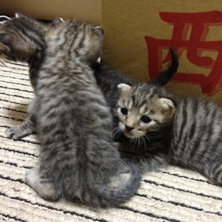 迷子の赤ちゃん猫の里親募集です。