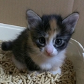 8/11生まれの三毛猫ちゃん