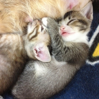 急募！とてもキレイな子猫ちゃんたちです