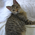 京都仔猫４匹の里親募集