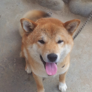 とっても元気な柴犬♂