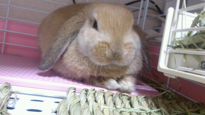 ロップイヤーのうさぎの里親募集 サムネイル1