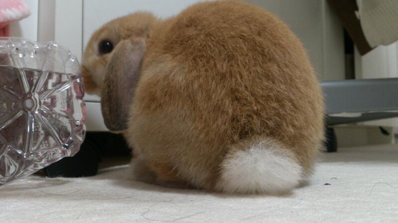 ロップイヤーのうさぎの里親募集 サムネイル3