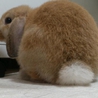 ロップイヤーのうさぎの里親募集 サムネイル3