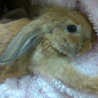 ロップイヤーのうさぎの里親募集 サムネイル4