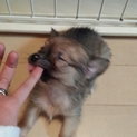 チワワ