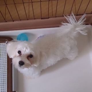 ５ヶ月の人懐っこいマルチーズです