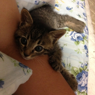 愛らしい子猫です。里親になっていただけませんか？