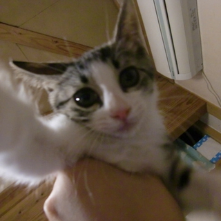 元気いっぱいキジ白