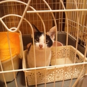 美人三毛猫