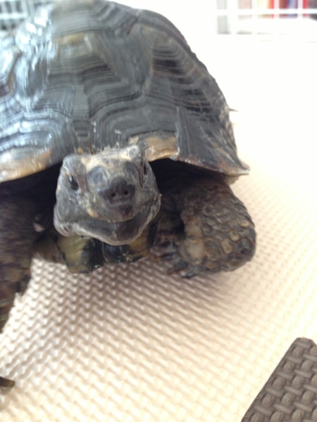 ヨルダン産 ブラックギリ 福島県 爬虫類 他の里親募集 ペットのおうち 月間利用者150万人